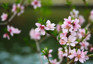 石榴花像什么比喻句[石榴花像什么比喻句二年级仿写句子]