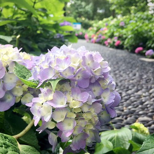 绣球花多久生根一次正常呢,绣球花种下去多久开花