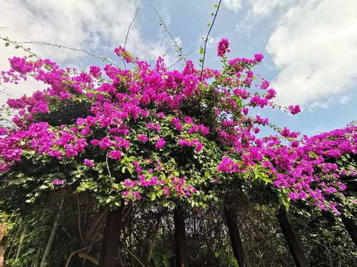 三角梅刺是向上还是向下,三角梅上的刺是花蕾吗