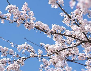 三角梅花园设计图片,三角梅花园设计图片欣赏