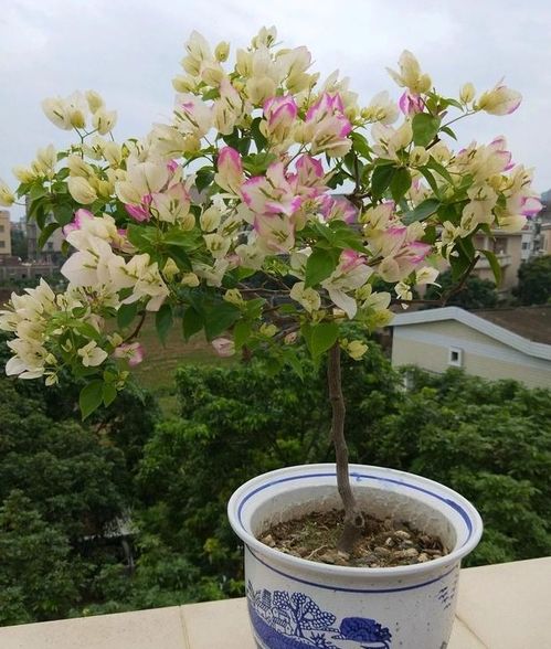 三角梅开花期间怎么施肥最好视频[三角梅开花期间怎么施肥最好视频教学]