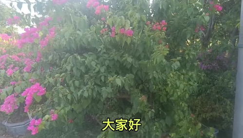 80种常见花卉施肥攻略[花卉施肥技术]