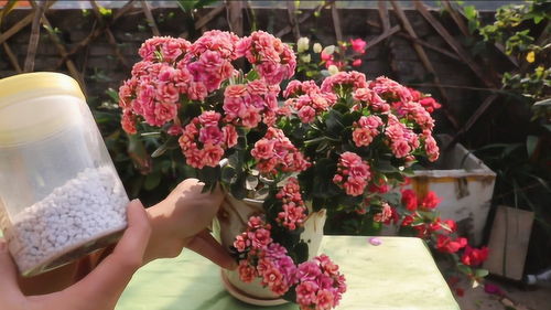 花卉植物施肥方法[花卉植物施肥方法有哪些]