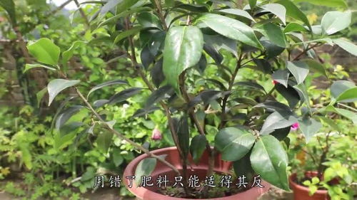 咋样给花施肥,给花施肥的正确方法