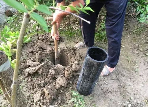 给植物施肥是为了什么,给植物施肥是为了提供什么