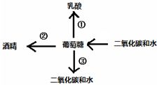 植物的施肥量与什么有关,施肥与植物产量和品质的关系