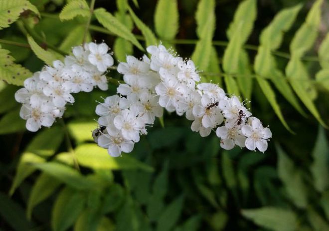 花卉防冻水,花卉防冻害措施