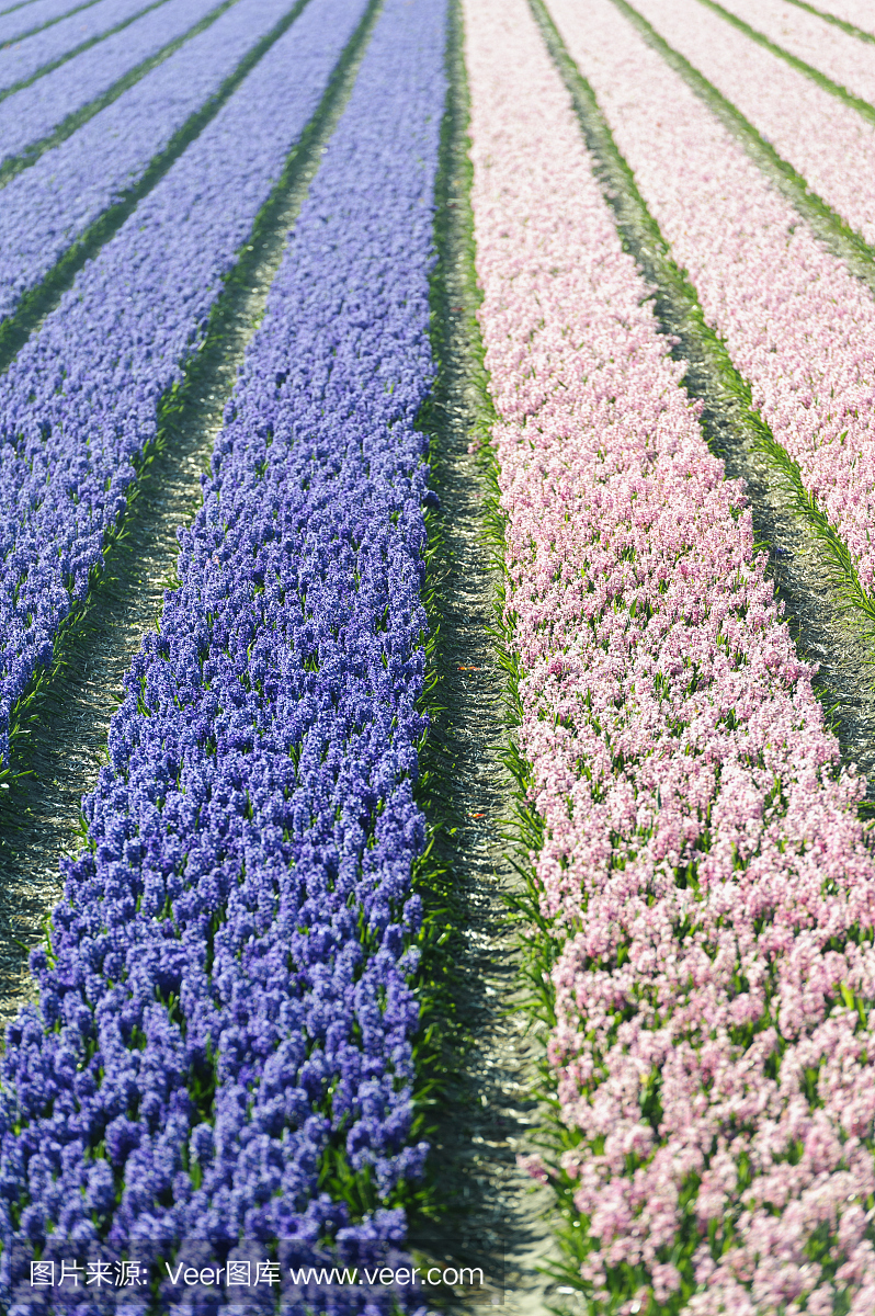 荷兰种植花卉,荷兰种植花卉有哪些