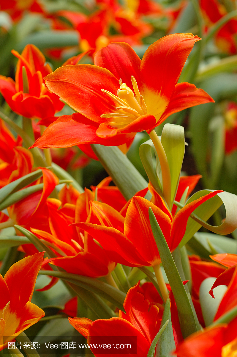 花坛橙色花卉,花坛橙色花卉有哪些品种