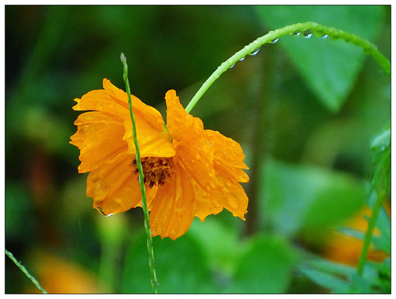 赏雨中花卉,雨中赏花的心情说说