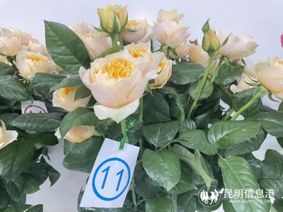 花卉评比活动,花卉展活动方案