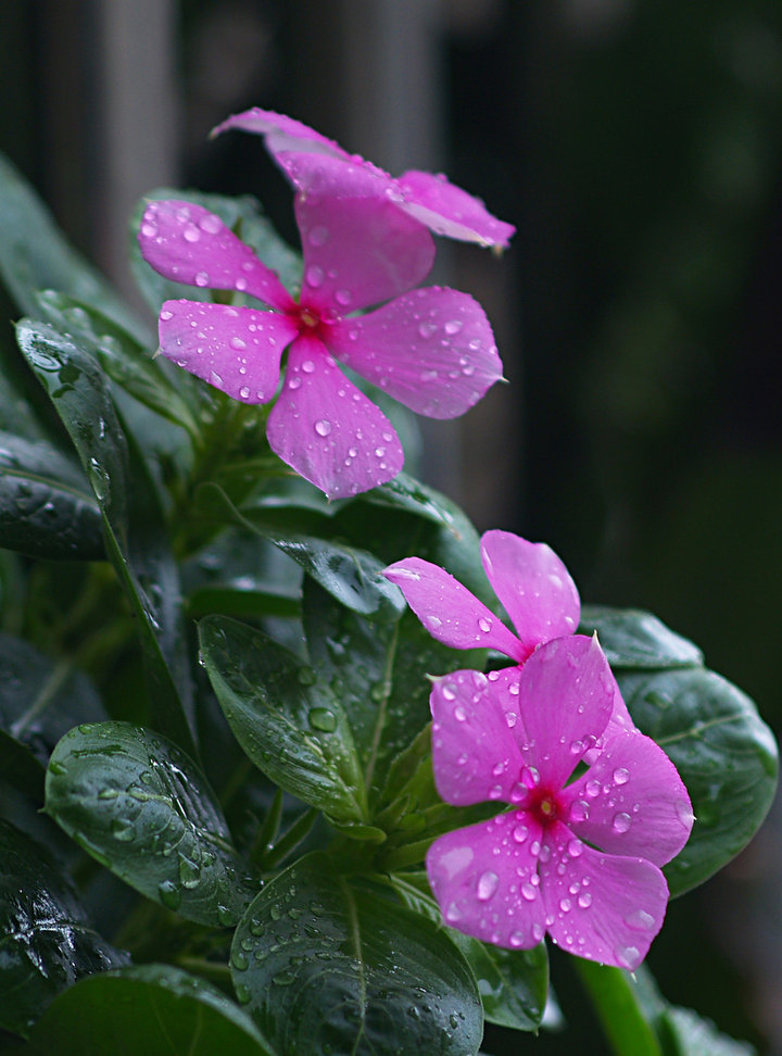 雨后花卉馆,雨后花园什么味道