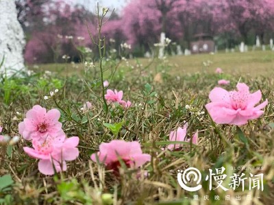 花卉公园香水,花园 香水