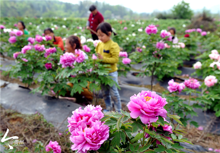 贵阳花卉基地,贵阳最大的花卉市场电话