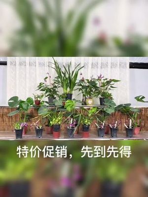 特价清仓花卉,花卉清仓活动广告词